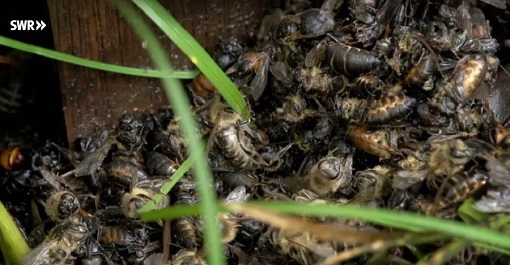 bienensterben