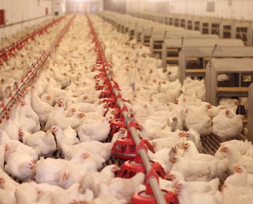 Hühnerfarm mit Mast-Hühner