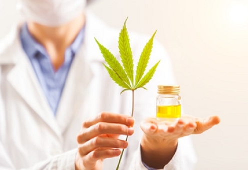 Hanfpflanze und Hanföl