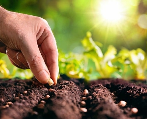 Saatgut wird gepflanzt