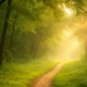 Sonnendurchfluteter Waldweg als Symbol für den Weg zur Gesundheit, umgeben von grünem Laub und weichem Licht.